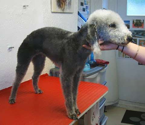 Little Wolves Dog Groomers photo